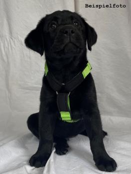 Preview: Welpengeschirr - pink/schwarz